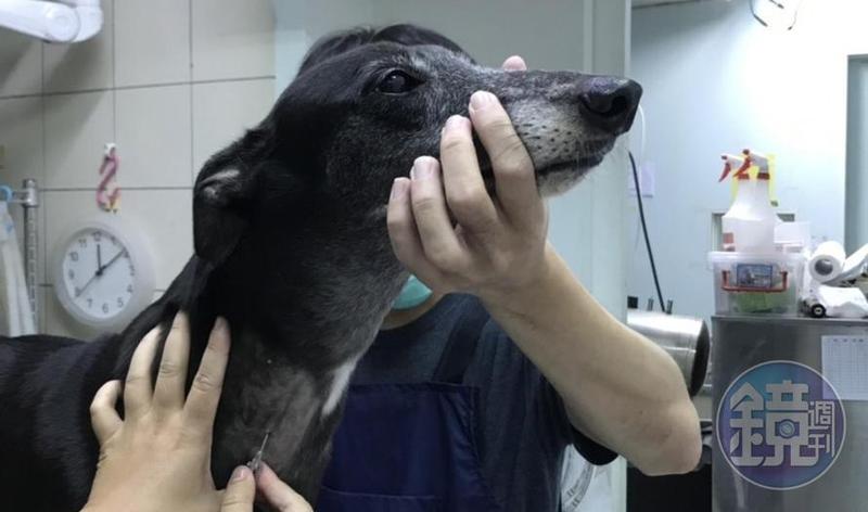 回應血犬煉獄報導政府首訂抽血標準禁虐待動物