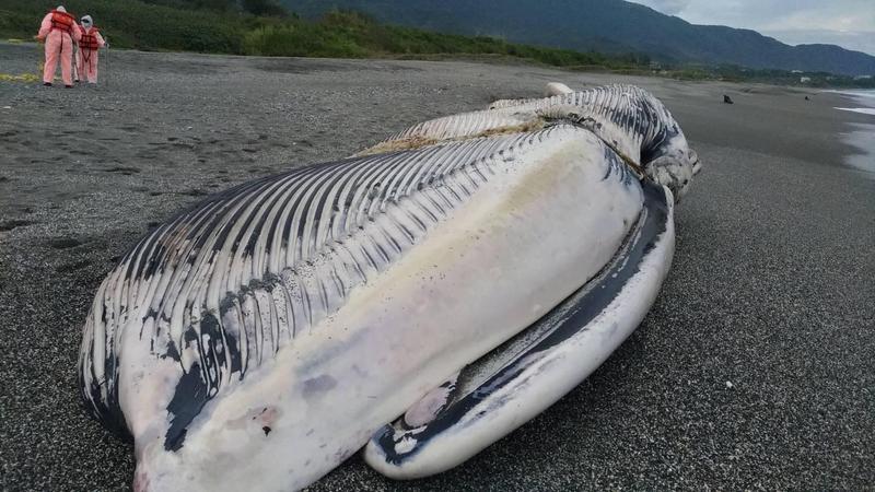 最大動物 藍鯨 台東擱淺被人類害慘活活餓死