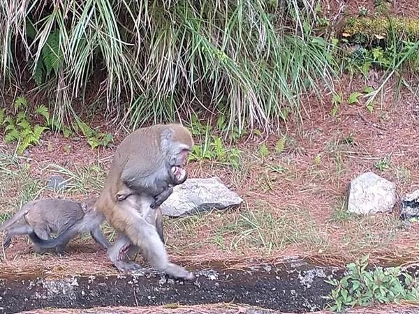 玉山小獼猴遭路殺猴媽媽 抱冰冷屍5天4夜 不捨放手