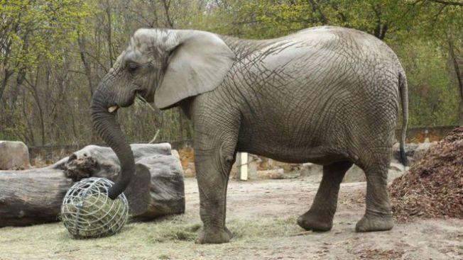 走不出長輩過世傷痛動物園大象獲大麻紓壓