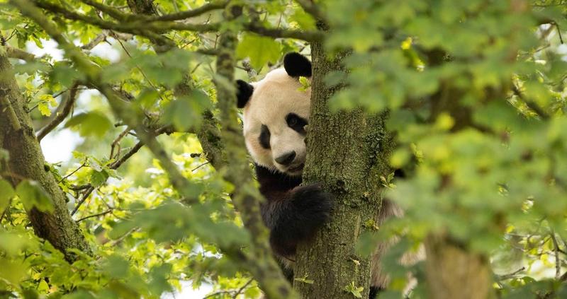 愛丁堡動物園年燒3800萬吃不消大貓熊恐被迫 回歸中國