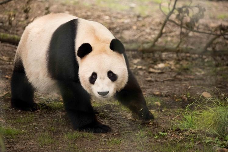 愛丁堡動物園年燒3800萬吃不消大貓熊恐被迫 回歸中國