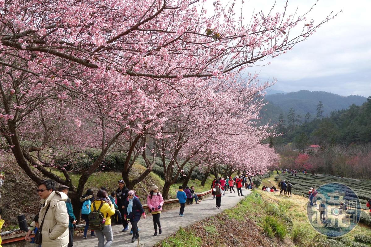 司馬庫斯櫻花季即將登場入山預約制沒登記不給進