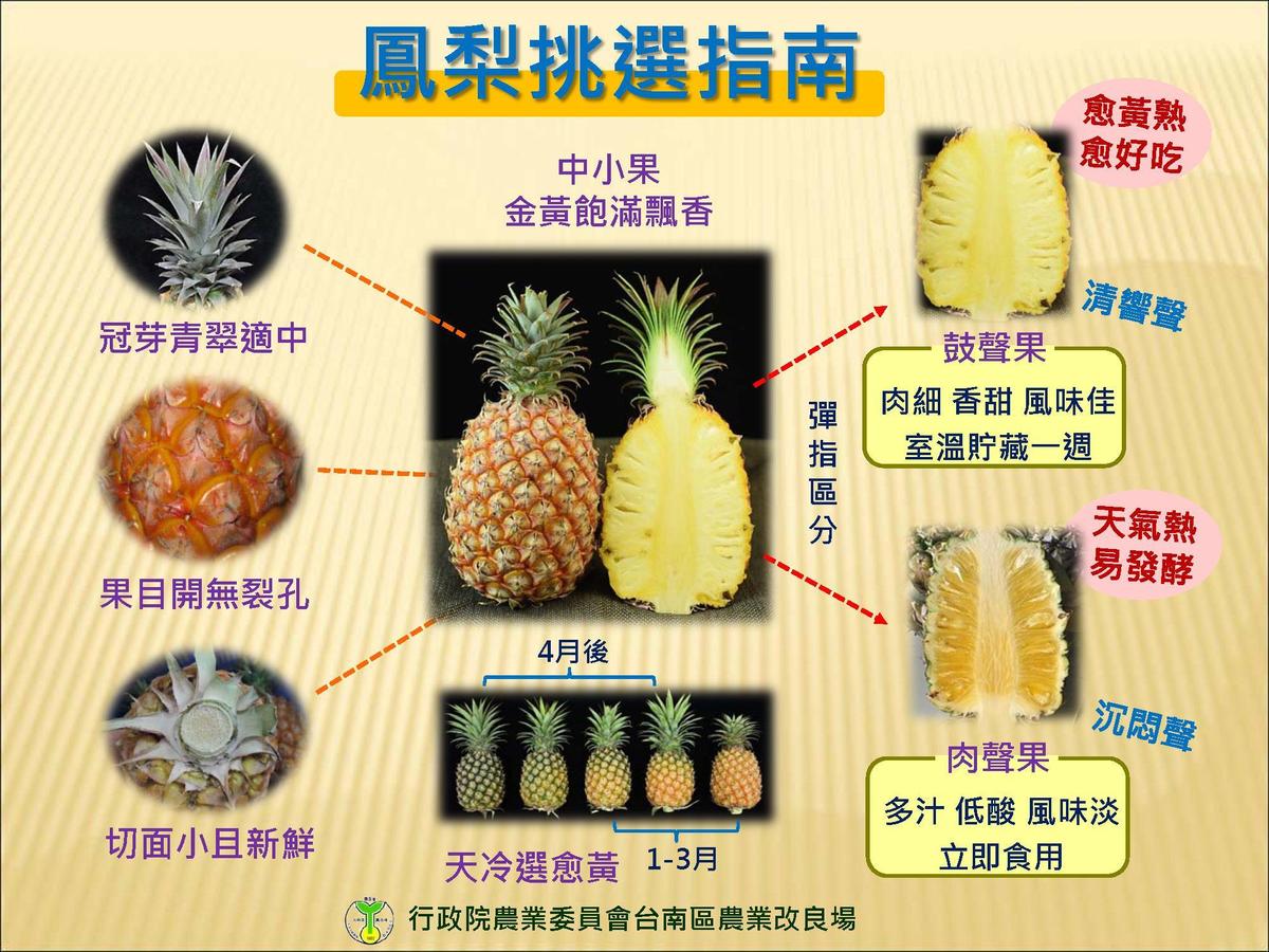 鳳梨怎麼挑才好吃 一張圖撇步全公開