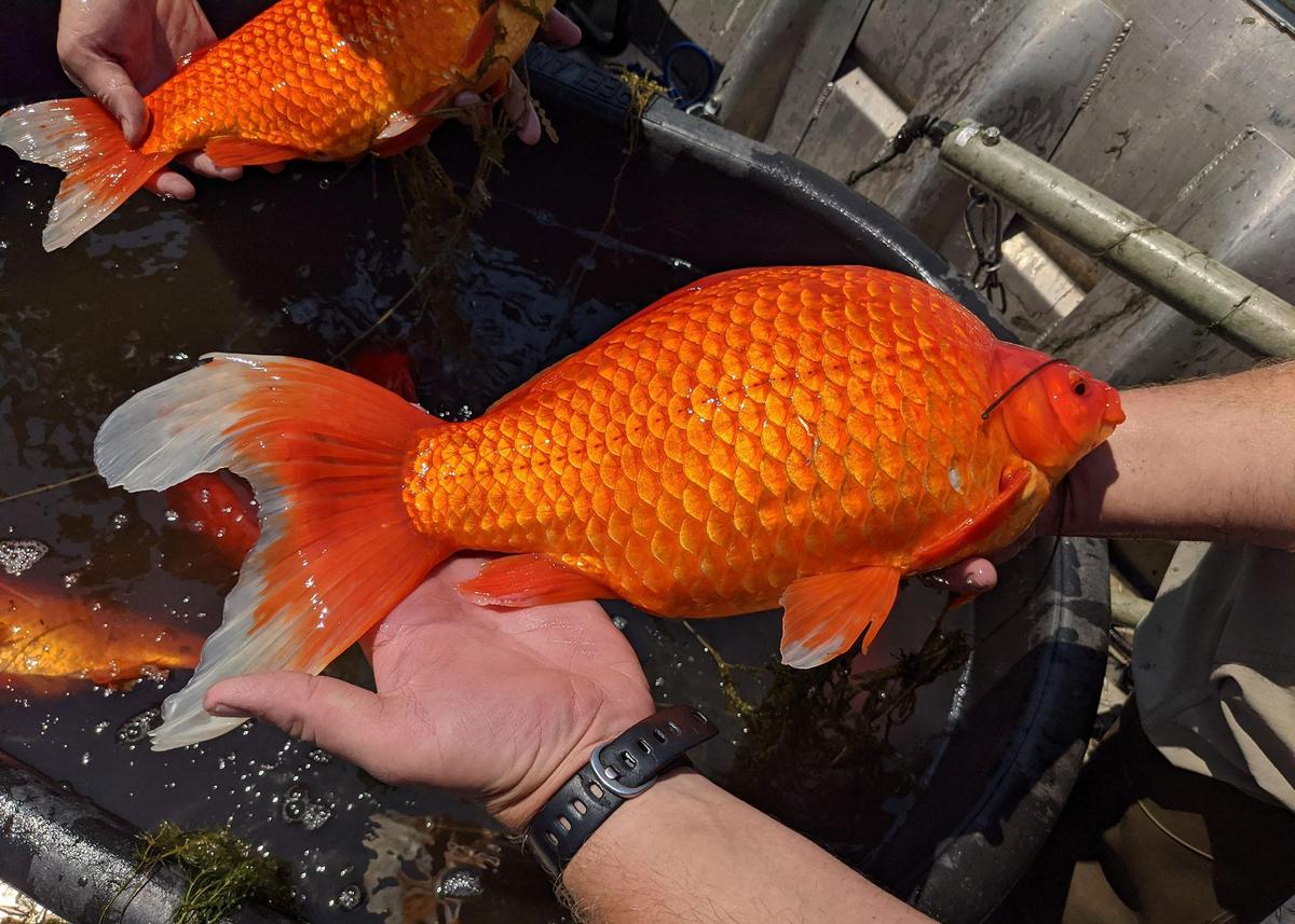 可愛寵物金魚變身巨大惡霸血洗河川湖泊釀生態浩劫