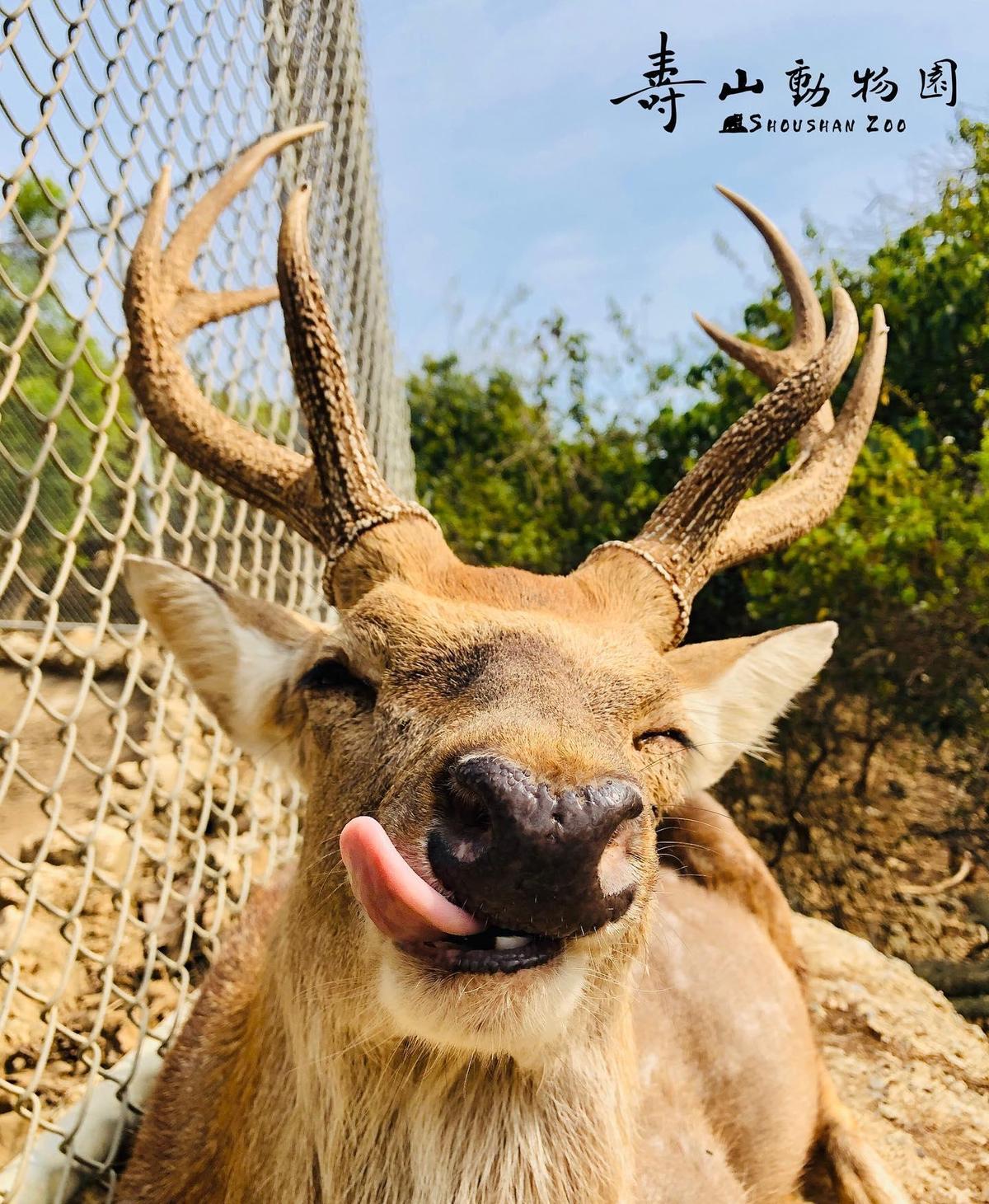 動物照顧不只是餵食、互動，內容包山包海，還涉及許多專業領域。（翻攝自Shou Shan Zoo 壽山動物園臉書）