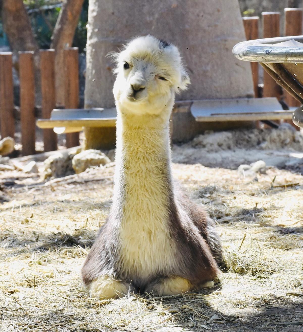 動物照顧不只是餵食、互動，內容包山包海，還涉及許多專業領域。（翻攝自Shou Shan Zoo 壽山動物園臉書）