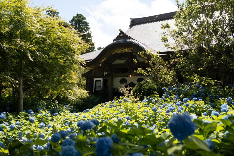 線上解封日本東北3 藍色繡球花在秋田滿開來年盛夏必訪被花海包圍的寺院