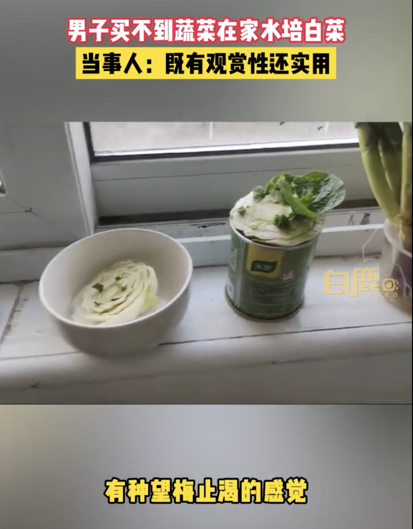 上海男子在家自己用水種蔬菜。（翻攝白鹿影音微博）