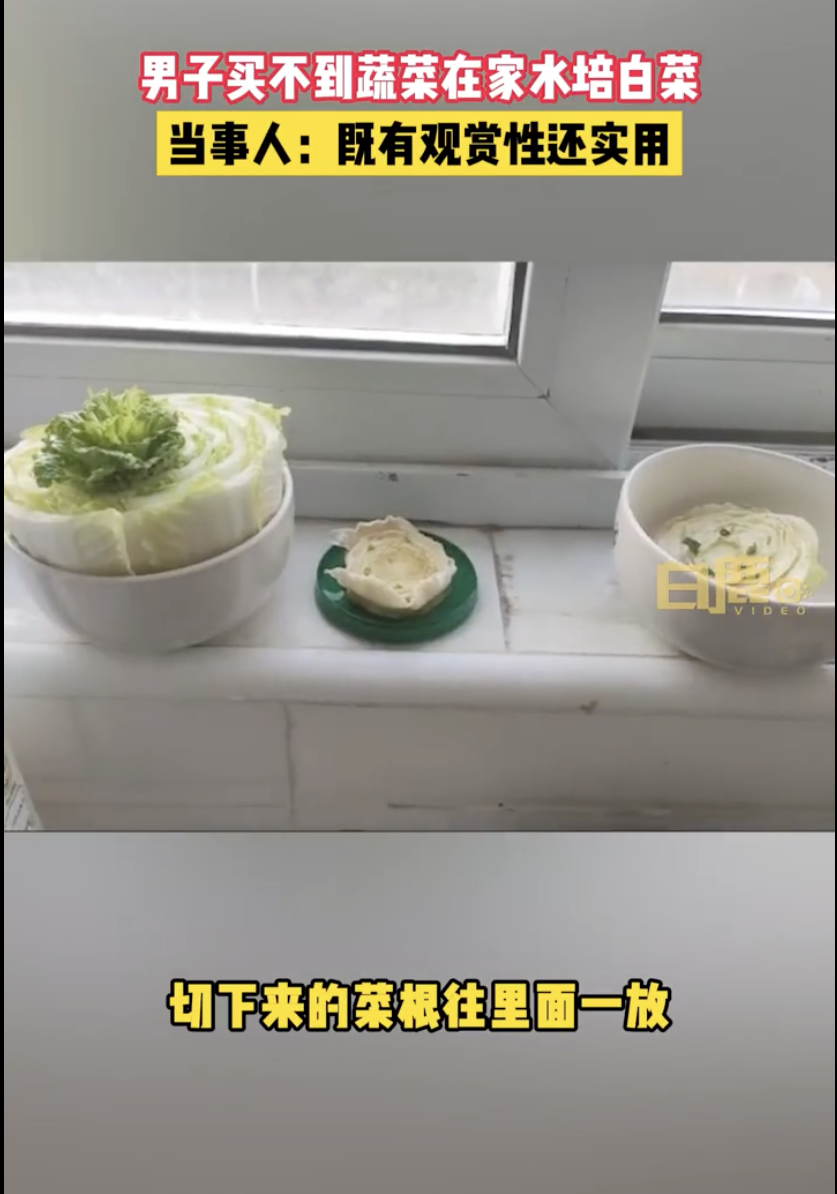 上海把菜根放到水裡自己種。（翻攝白鹿影音微博）