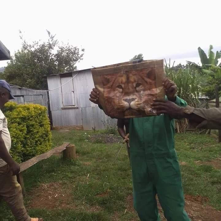 其實這就只是個普通的購物袋，並不是什麼嚇人的大獅子。（翻攝肯亞野生生物服務署推特 @kwskenya）