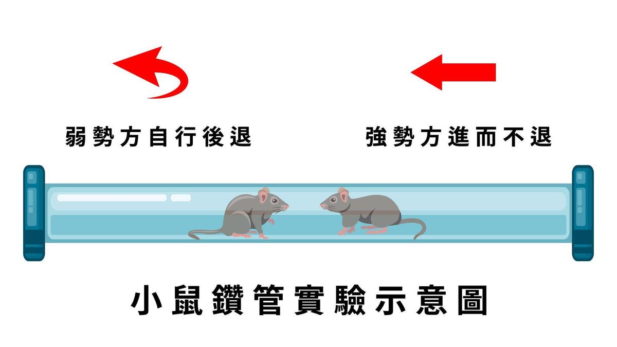 研究團隊對剛斷奶的幼鼠進行「鑽管實驗」，證明社交階級的「敗者效應」。（清華大學提供）