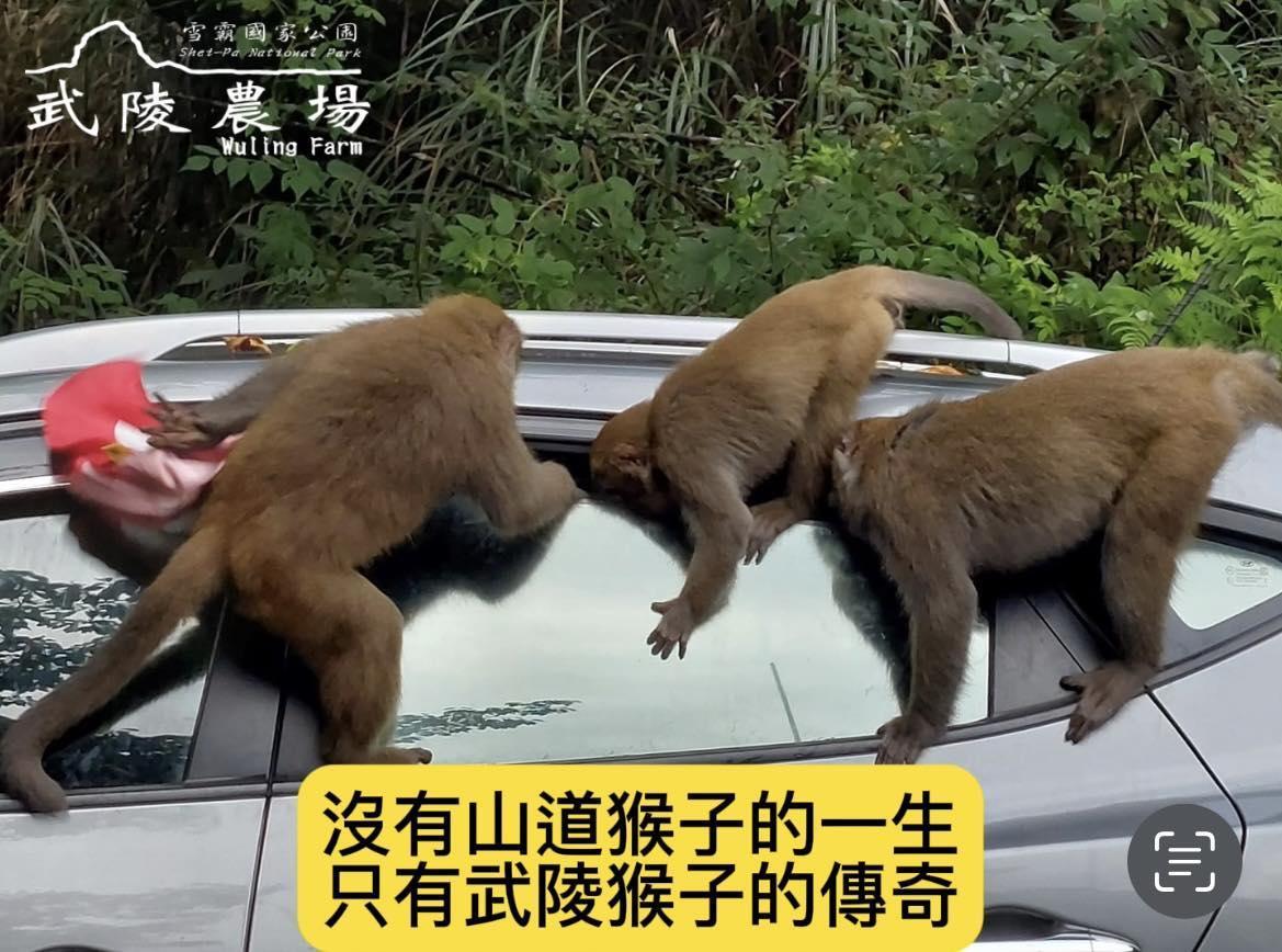 網友抱怨武陵農場猴群囂張，常闖入人類住宿區，有時也會攻佔汽機車。（圖／翻攝武陵農場臉書粉專）