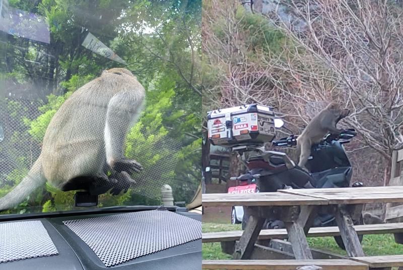 武陵農場傳出猴群會搶奪遊客食物，不少遊客抱怨連連。（圖／翻攝武陵農場臉書粉專）